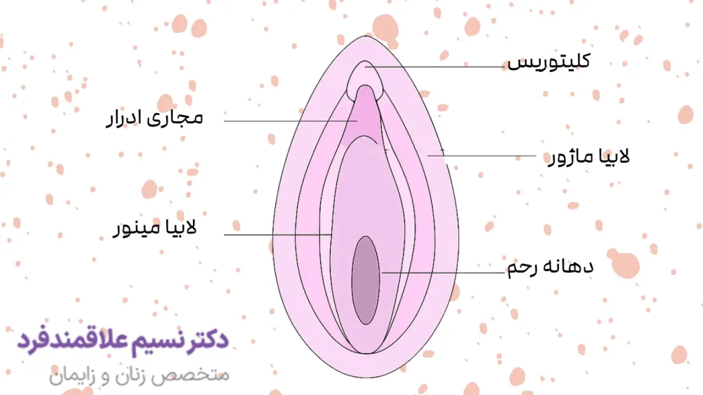 مراحل انجام لیفت هودکتومی